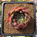 plant35.jpeg
