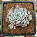 plant35.jpeg