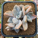 plant37.jpeg