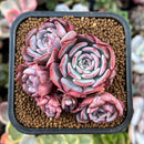 plant37.jpeg