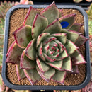 plant37.jpeg