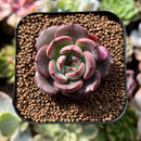 plant39.jpeg