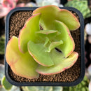 plant3.jpeg