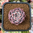 plant3.jpeg