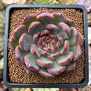 plant3.jpeg