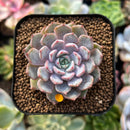 plant41.jpeg