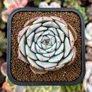 plant43.jpeg