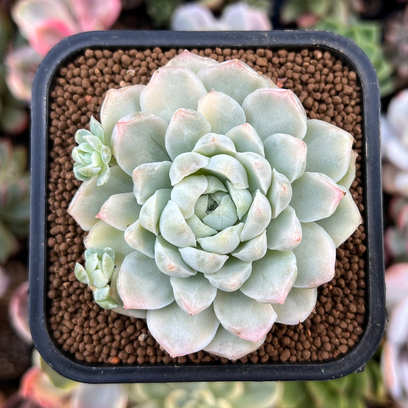 humilis succulent Echeveria 'Humilis' Variegated 2"-3" Succulent Plant