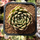 plant46.jpeg