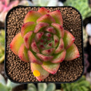 plant47.jpeg