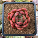 plant47.jpeg