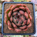 plant48.jpeg