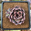 plant49.jpeg