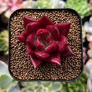 plant51.jpeg