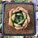 plant51.jpeg