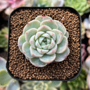 plant52.jpeg