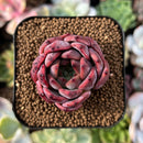 plant52.jpeg