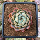 plant53.jpeg