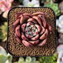 plant54.jpeg