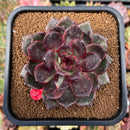 plant54.jpeg