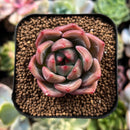 plant55.jpeg