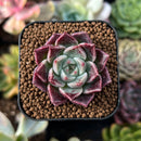 plant56.jpeg