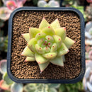plant56.jpeg