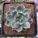 plant57.jpeg