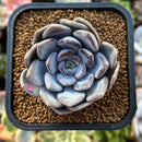 plant58.jpeg