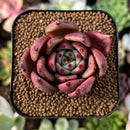 plant58.jpeg