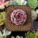 plant61.jpeg