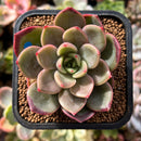 plant61.jpeg