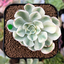 plant62.jpeg