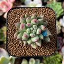 plant62.jpeg