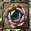 plant62.jpeg