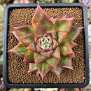 plant63.jpeg