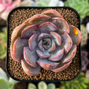 plant63.jpeg