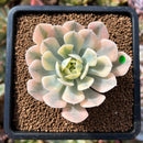 plant64.jpeg