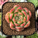 plant65.jpeg