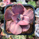 plant65.jpeg