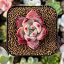 plant65.jpeg