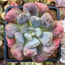 plant66.jpeg