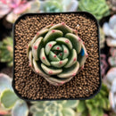 plant66.jpeg