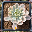 plant68.jpeg