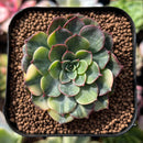 plant69.jpeg