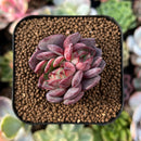 plant69.jpeg