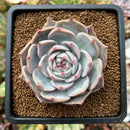 plant6.jpeg