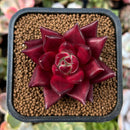 plant6.jpeg