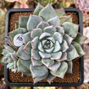 plant6.jpeg