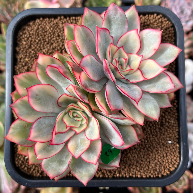 esther succulent Echeveria 'Esther' Variegated 3"-4" Double Head Succulent Plant – True Succulents Plant Co